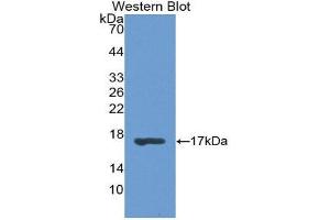 Western Blotting (WB) image for anti-Retinol Binding Protein 1, Cellular (RBP1) (AA 2-135) antibody (ABIN1078475)