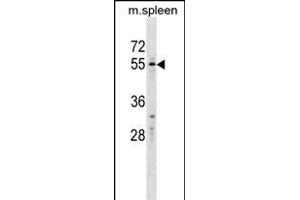 WFIKKN2 Antibody (C-term) (ABIN1537446 and ABIN2849883) western blot analysis in mouse spleen tissue lysates (35 μg/lane). (WFIKKN2 Antikörper  (C-Term))