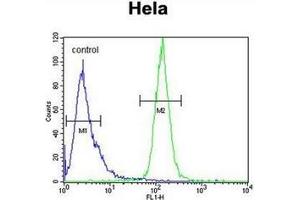 Flow cytometric analysis of Hela cells using H2AFY2 / MACROH2A2 Antibody (N-term) Cat. (H2AFY2 Antikörper  (N-Term))