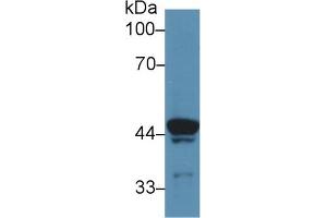Western Blot; Sample: Rat Skeletal muscle lysate; Primary Ab: 5µg/ml Rabbit Anti-Rat ATP6AP2 Antibody Second Ab: 0.
