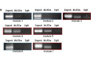 Hif2-alpha binds to leg1a and leg1b promoters. (EPAS1 Antikörper)
