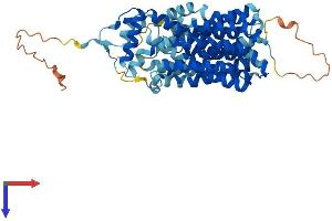 AlphaFold protein structure predicition of Human Recombinant SVOPL Protein, UniprotID Q8N434