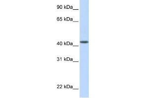 WB Suggested Anti-DENND1B Antibody Titration: 0.