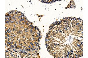 WASH1 Antibody at 1/100 staining mouse testis tissue by IHC-P. (WAS Protein Family Homolog 1 (WASH1) Antikörper)