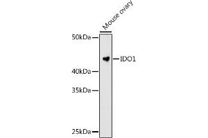 Western blot analysis of extracts of Mouse ovary cells, using IDO1 antibody (ABIN7267863) at 1:1000 dilution. (IDO1 Antikörper)