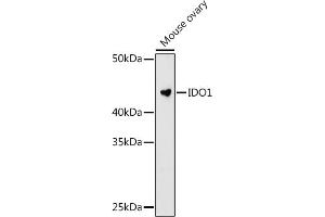 Western blot analysis of extracts of Mouse ovary cells, using IDO1 antibody (ABIN7267863) at 1:1000 dilution.