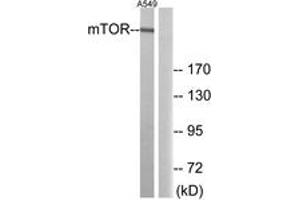 Western blot analysis of extracts from A549 cells, using mTOR (Ab-2481) Antibody. (MTOR Antikörper  (AA 2447-2496))