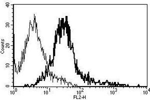 A typical staining pattern with the B-R17 monoclonal antibody of Fas L transfected 293T cell line (FASL Antikörper  (Biotin))