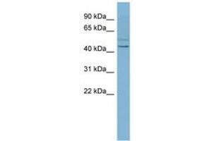 SLC46A1 Antikörper  (N-Term)