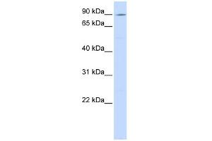 WB Suggested Anti-ATP2C1 Antibody Titration:  0.