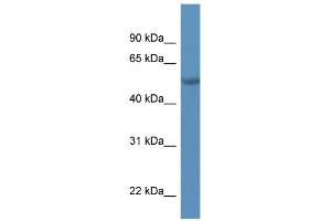 WB Suggested Anti-TADA2L Antibody Titration:  0. (TADA2L Antikörper  (C-Term))