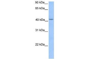 Western Blotting (WB) image for anti-Hydroxymethylbilane Synthase (HMBS) antibody (ABIN2459756)