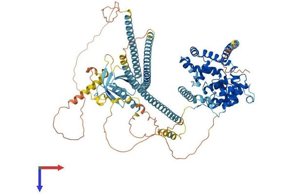TBC1D2 Protein (AA 1-922) (His tag)