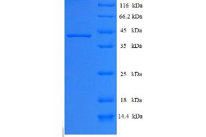 Elastase 3A (ELA3A) (AA 29-270) protein (His-SUMO Tag)