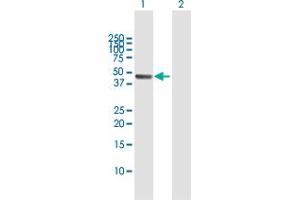 Western Blot analysis of PA2G4 expression in transfected 293T cell line by PA2G4 MaxPab polyclonal antibody. (PA2G4 Antikörper  (AA 1-394))
