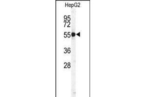 Western blot analysis of CTSH Antibody (N-term) (ABIN391569 and ABIN2841506) in HepG2 cell line lysates (35 μg/lane). (Cathepsin H Antikörper  (N-Term))