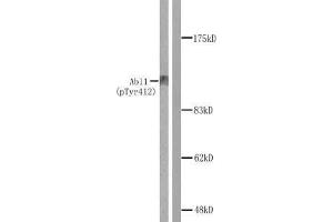 Western blot analysis of extracts from COS7 cells treated with Adriamycin. (ABL1 Antikörper  (pTyr412))