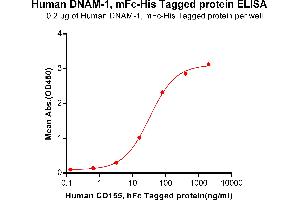 ELISA plate pre-coated by 2 μg/mL (100 μL/well) Human DNAM-1, mFc-His tagged protein (ABIN6961117, ABIN7042263 and ABIN7042264) can bind Human CD155, hFc Tagged protein ABIN6961168, ABIN7042365 and ABIN7042366 in a linear range of 0. (CD226 Protein (CD226) (AA 19-247) (mFc-His Tag))