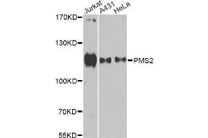 Western blot analysis of extracts of various cell lines, using PMS2 antibody. (PMS2 Antikörper)