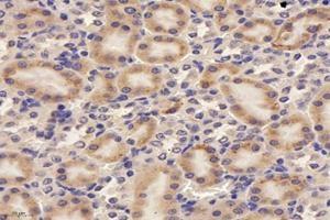 Immunohistochemistry analysis of paraffin-embedded rat kidney using,RISC (ABIN7075546) at dilution of 1: 4000 (SCPEP1 Antikörper)