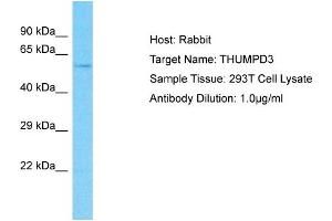 Host: Rabbit Target Name: THUMPD3 Sample Type: 293T Whole Cell lysates Antibody Dilution: 1. (THUMPD3 Antikörper  (N-Term))