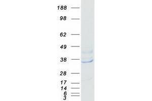 Western Blotting (WB) image for Eukaryotic Translation Initiation Factor 3, Subunit I (EIF3I) protein (Myc-DYKDDDDK Tag) (ABIN2720082)