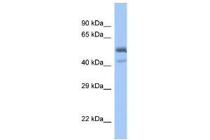 Western Blot showing SPDEF antibody used at a concentration of 1. (SPDEF/PSE Antikörper  (C-Term))