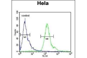GT1 Antibody (C-term) (ABIN650929 and ABIN2839998) flow cytometric analysis of Hela cells (right histogram) compared to a negative control cell (left histogram). (MMGT1 Antikörper  (C-Term))