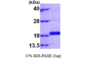 Peptidylprolyl Isomerase (Cyclophilin)-Like 1 (PPIL1) (AA 1-166) (Active) protein (His tag)
