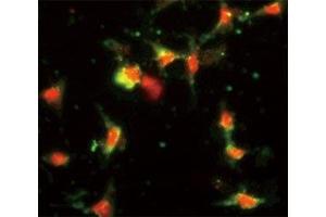 Immunofluorescence (IF) image for anti-Chemokine (C-C Motif) Ligand 2 (CCL2) (AA 62-89) antibody (ABIN3030482)