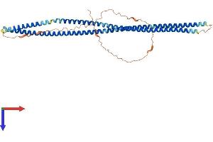 BFSP2 Protein (AA 1-415) (His tag)