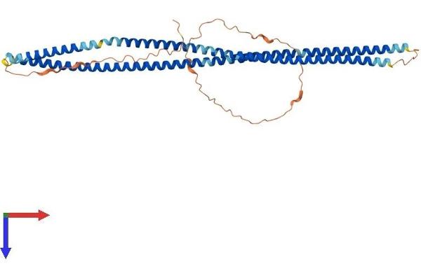 BFSP2 Protein (AA 1-415) (His tag)