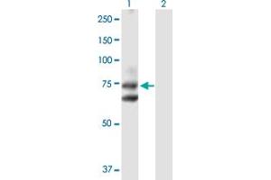 Western Blot analysis of HHIP expression in transfected 293T cell line by HHIP MaxPab polyclonal antibody. (HHIP Antikörper  (AA 1-700))
