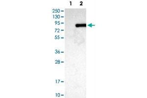Western Blot analysis of Lane 1: negative control (vector only transfected HEK293T cell lysate) and Lane 2: over-expression lysate (co-expressed with a C-terminal myc-DDK tag in mammalian HEK293T cells) with ACSL3 polyclonal antibody .