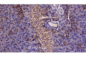 Detection of MGEA5 in Mouse Pancreas Tissue using Polyclonal Antibody to Meningioma Expressed Antigen 5 (MGEA5) (MGEA5 Antikörper  (AA 319-450))