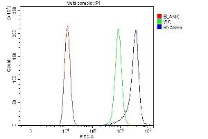 Flow Cytometry analysis of HEL cells using anti-RNASE6 antibody (ABIN7600884).