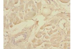 Immunohistochemistry of paraffin-embedded human heart tissue using ABIN7160069 at dilution of 1:100