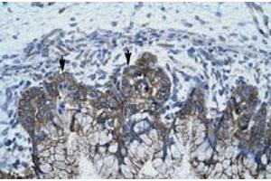 Immunohistochemical staining (Formalin-fixed paraffin-embedded sections) of human stomach with APOBEC3G polyclonal antibody  at 4-8 ug/mL working concentration. (APOBEC3G Antikörper  (N-Term))