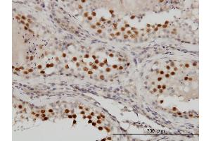 Immunoperoxidase of monoclonal antibody to RACGAP1 on formalin-fixed paraffin-embedded human testis. (RACGAP1 Antikörper  (AA 1-110))