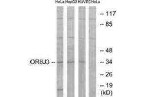 Western blot analysis of extracts from HeLa/HepG2/HuvEc cells, using OR8J3 Antibody. (OR8J3 Antikörper  (AA 232-281))