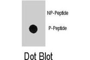 Dot blot analysis of MBP (phospho Y203) polyclonal antibody  on nitrocellulose membrane. (MBP Antikörper  (pTyr203))