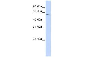 Western Blotting (WB) image for anti-Nuclear Receptor Subfamily 2, Group C, Member 1 (NR2C1) (N-Term) antibody (ABIN2780498)