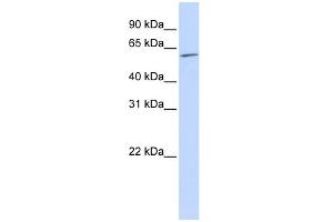 WB Suggested Anti-NR2C1 Antibody Titration:  0. (NR2C1 Antikörper  (N-Term))