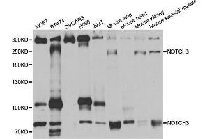 Western blot analysis of extracts of various cell lines, using NOTCH3 antibody. (NOTCH3 Antikörper)