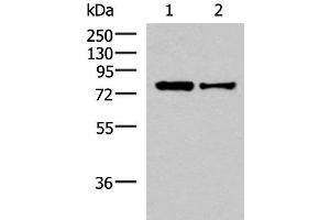 Western blot analysis of HepG2 and Hela cell lysates using KHSRP Polyclonal Antibody at dilution of 1:1000 (KHSRP Antikörper)
