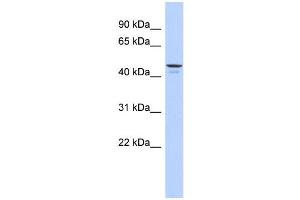 WB Suggested Anti-ENPP6 Antibody Titration: 0. (ENPP6 Antikörper  (Middle Region))