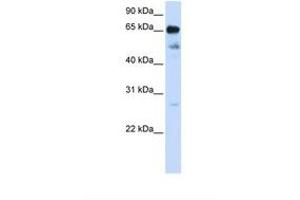 Image no. 1 for anti-Zinc Finger Protein 490 (ZNF490) (N-Term) antibody (ABIN6739126) (ZNF490 Antikörper  (N-Term))