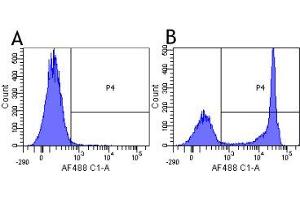 Flow-cytometry using anti-CD4 antibody MT310   Human lymphocytes were stained with an isotype control (panel A) or the rabbit-chimeric version of MT310 ( panel B) at a concentration of 1 µg/ml for 30 mins at RT. (Rekombinanter CD4 Antikörper)