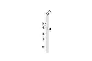 Anti-FIBG Antibody (C-term) at 1:4000 dilution + A431 whole cell lysate Lysates/proteins at 20 μg per lane. (FGG Antikörper  (C-Term))