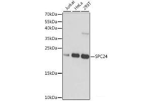 Western blot analysis of extracts of various cell lines using SPC24 Polyclonal Antibody at dilution of 1:1000. (SPC24 Antikörper)